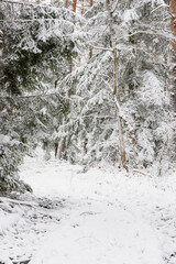Iglasty, sosnowo świerkowy las zimą. Jest zima. Ziemia, gałęzie  drzew pokryte są grubą warstwą białego śniegu.  © boguslavus