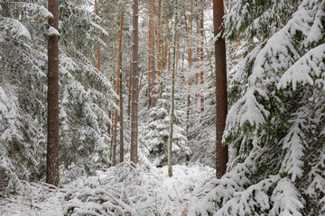 Iglasty, sosnowo świerkowy las zimą. Jest zima. Ziemia, gałęzie  drzew pokryte są grubą warstwą białego śniegu.  © boguslavus