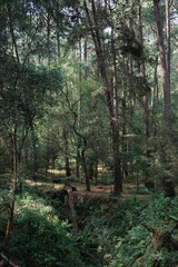 Forest woodland scene. Fir and pine trees in a forestry area, considered beautiful, enchanting and spooky. Taken at Desierto de Los Leones in Mexico City