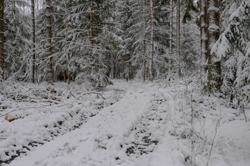 Iglasty, sosnowo świerkowy las zimą. Między drzewami jest gruntowa, leśna droga. Droga, ziemia, gałęzie rosnących po bokach drzew pokryte są grubą warstwą białego śniegu.  © boguslavus