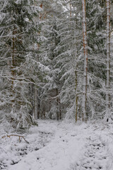 Iglasty, sosnowo świerkowy las zimą. Między drzewami jest gruntowa, leśna droga. Droga, ziemia, gałęzie rosnących po bokach drzew pokryte są grubą warstwą białego śniegu.  © boguslavus