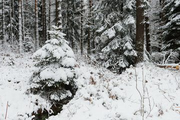 Iglasty, sosnowo świerkowy las zimą. Jest zima. Ziemia, gałęzie  drzew pokryte są grubą warstwą białego śniegu.  © boguslavus