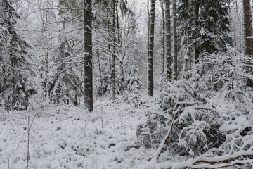 Iglasty, sosnowo świerkowy las zimą. Jest zima. Ziemia, gałęzie  drzew pokryte są grubą warstwą białego śniegu.  © boguslavus