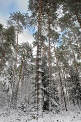 Iglasty, sosnowo świerkowy las zimą. Jest zima. Ziemia, gałęzie  drzew pokryte są grubą warstwą białego śniegu.  © boguslavus