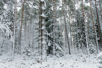 Iglasty, sosnowo świerkowy las zimą. Jest zima. Ziemia, gałęzie  drzew pokryte są grubą warstwą białego śniegu.  © boguslavus