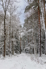 Iglasty, sosnowo świerkowy las zimą. Między drzewami jest gruntowa, leśna droga. Droga, ziemia, gałęzie rosnących po bokach drzew pokryte są grubą warstwą białego śniegu.  © boguslavus