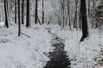 Iglasty, sosnowo świerkowy las zimą. Jest zima. Ziemia, gałęzie  drzew pokryte są grubą warstwą białego śniegu. Wśród drzew widać płynący, leśny strumień. © boguslavus
