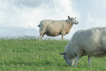 Schafe auf grüner Weide