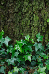 Ivy Leaf on Tree Trunk Background Bottom Aligned. Nature Natural Texture for Banners on the Environment and Organics