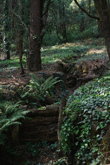 Forest woodland scene. Fir and pine trees in a forestry area, considered beautiful, enchanting and spooky. Taken at Desierto de Los Leones in Mexico City