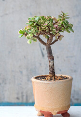 Portulacaria afra variegata bonsai. Stylish plant. Home decor