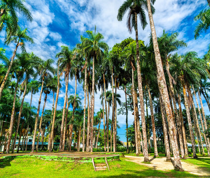 Palmentuin, Palm Tree Garden in the center of Paramaribo, the capital of Suriname in South America