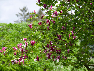 Lily magnolia (Magnolia liliiflora) ornamental shrub producing spectacular goblet-shaped flowers with purplish-red and white tepals 
