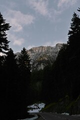 Green coniferous trees (pines) against the backdrop of a snowy mountain peak.

