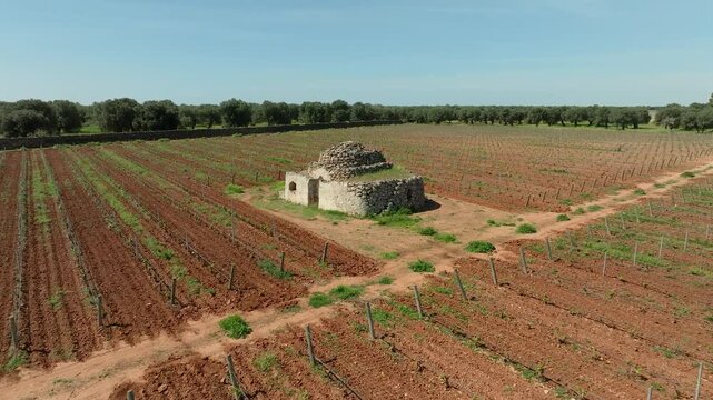 TRULLO IN THE MIDDLE OF A FLOWERING VINEYARD, SHOT FROM BOTTOM UPWARDS BACKWARDS