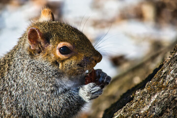 Squirrel eating walnut closeup