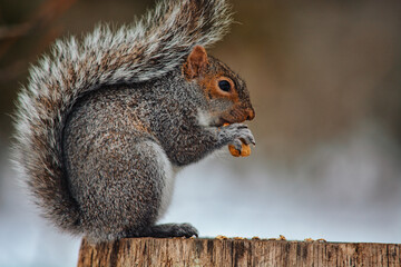 Squirrel eating nuts
