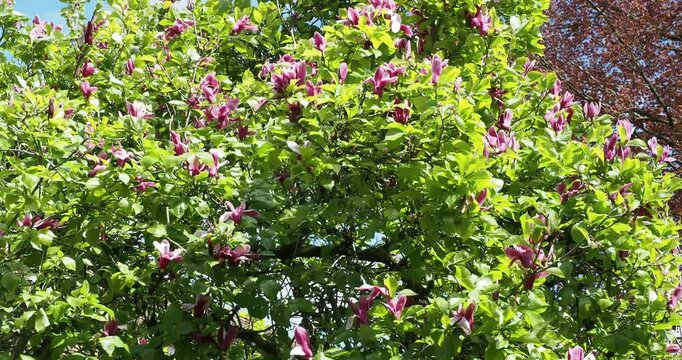 Magnolia liliiflora (Lily magnolia) with multi-stemmed branches bearing purplish-red flowers above dark green obovate foliage swaying strongly in the wind