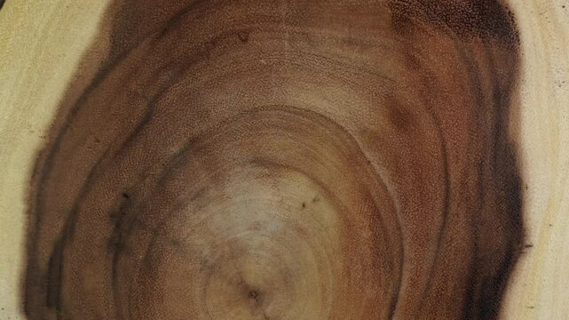 Old Ash tree rings texture close up. Wooden circle stump trunk background from top. Saw cross section cut tree wood trunk rotation.