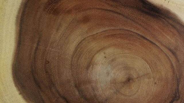Treated dried wood log with age rings slowly rotating. Wooden tree cross section cut surface. Wooden circle tree stump trunk background from top.