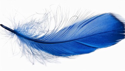 blue feather on white background