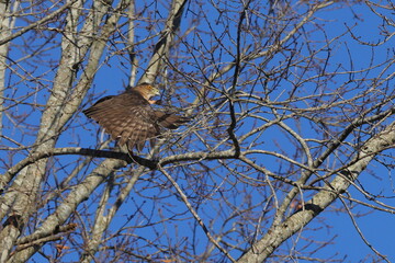 Red shouldered hawk perched among bare limbs against a blue sky. 