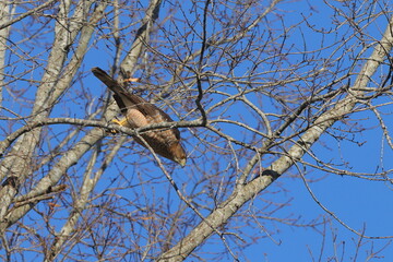 Red shouldered hawk inflight pursuing prey among bare limbs against blue sky. 