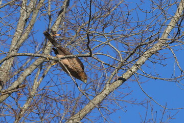 Red shouldered hawk inflight pursuing prey among bare limbs against blue sky. 