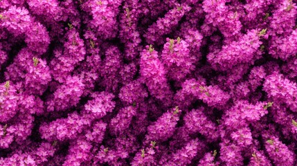 Obraz premium Vibrant Purple Blossoms in Full Bloom Capturing Spring's Beauty