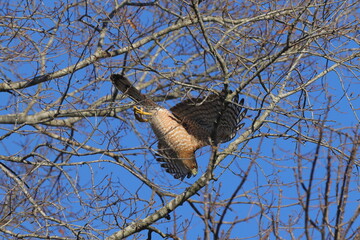 Red shouldered hawk inflight pursuing prey among bare limbs against blue sky. 