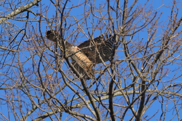 Red shouldered hawk inflight towards prey in bare limbs against blue sky. 