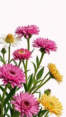 Obraz premium Heather flowers presented as simple minimalist cartoon-style illustration against a white backdrop for isolated focus