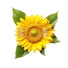 Obraz premium sunflower isolated on white