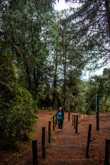 Woman walking on forest path  with some high pine trees fallen
