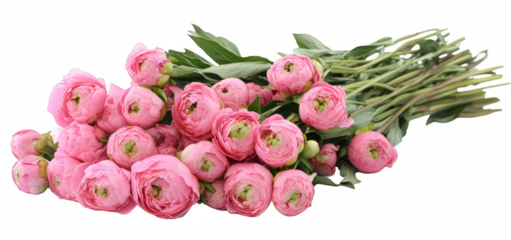 cactus flower isolated on white