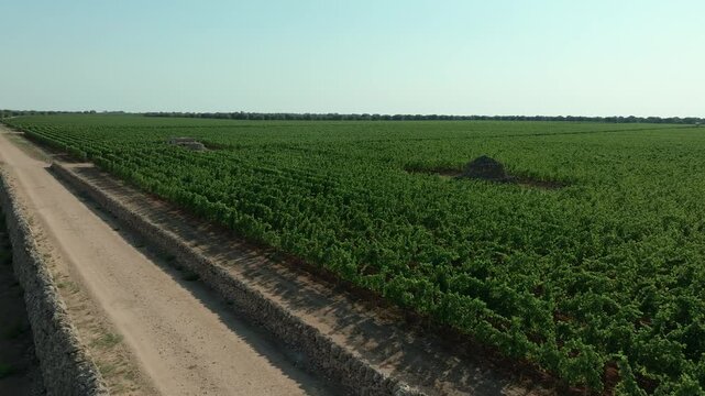 ORBIT AROUND A ROAD WITH A DRY WALL THAT COASTS A FLOWERING VINEYARD WITH 2 TRULLI