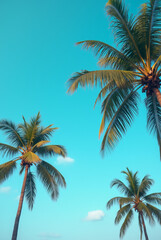 A Blue Sky With Palm Trees