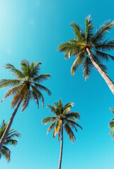 A Blue Sky With Palm Trees