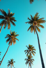A Blue Sky With Palm Trees