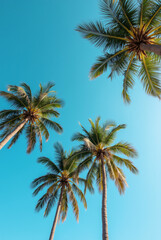 A Blue Sky With Palm Trees