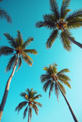 A Blue Sky With Palm Trees