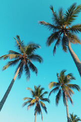 Obraz premium A Blue Sky With Palm Trees