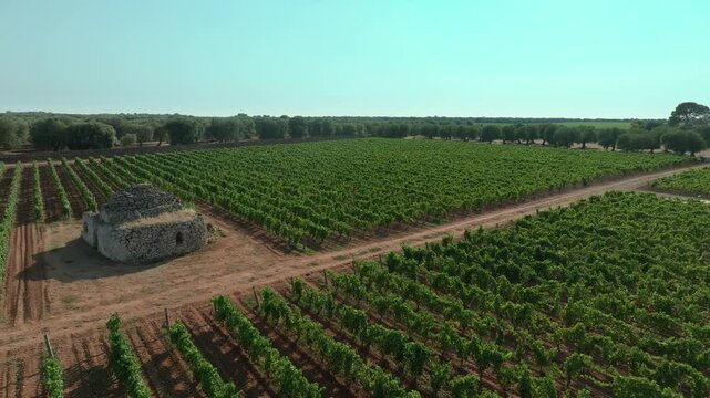 ORBIT AROUND 2 TRULLI IN THE MIDDLE OF A FLOWERING VINEYARD
