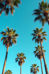 Obraz premium A Blue Sky With Palm Trees