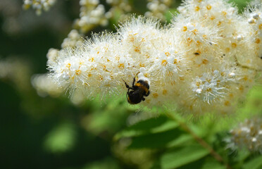 bee on a flower