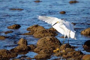 Southern California Snow Egret Reflection