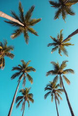 A Blue Sky With Palm Trees