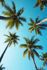 A Blue Sky With Palm Trees