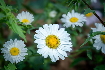 White daisy flowers that grow with good care in a flower garden