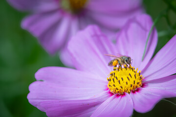 Honey bee looking for honey in garden cosmos flowers in a flower garden
